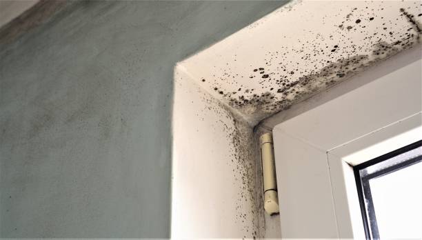 Best Air Quality Testing for Mold Spores  in Coos Bay, OR