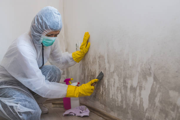 Best Basement Mold Removal  in Coos Bay, OR