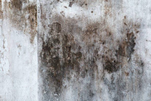 Mold Odor Removal Services in Coos Bay, OR