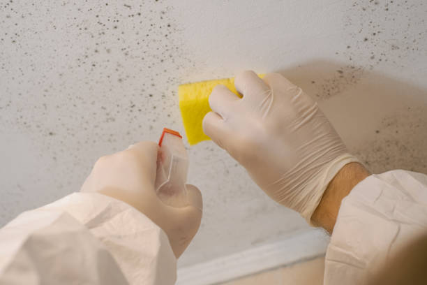 Reliable Coos Bay, OR Mold Removal Solutions