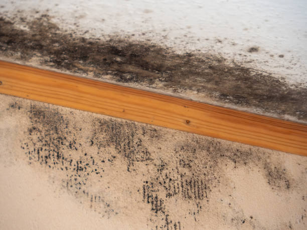 Best Mold Remediation for Rental Properties  in Coos Bay, OR