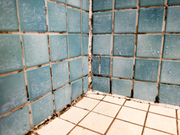 Asbestos and Lead Testing During Mold Inspection in Coos Bay, OR