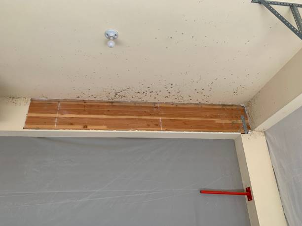 Best Mold-Related Health Consultation  in Coos Bay, OR