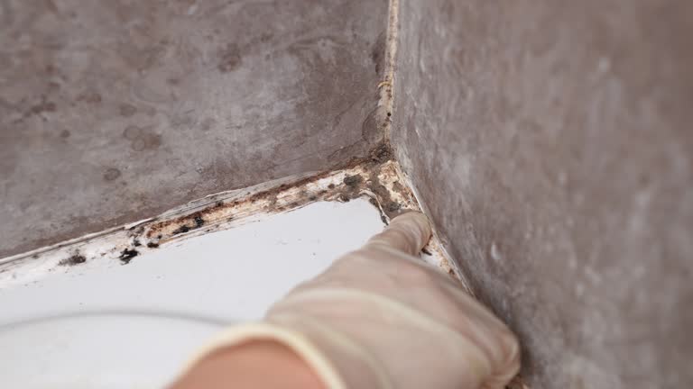 Best Post-Construction Mold Inspection  in Coos Bay, OR